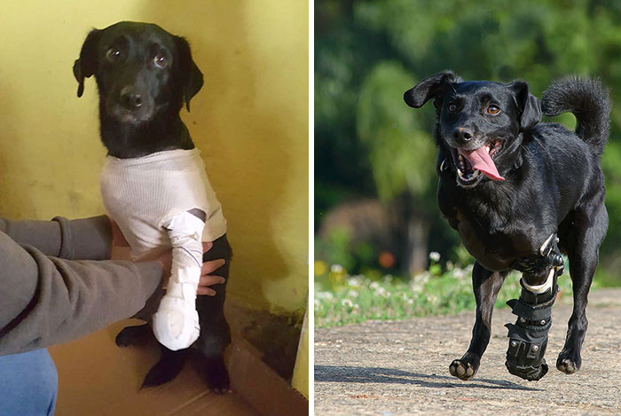 17 Pictures By Elayne Massaini Showing The Positive Change In Animals After They Got Rescued