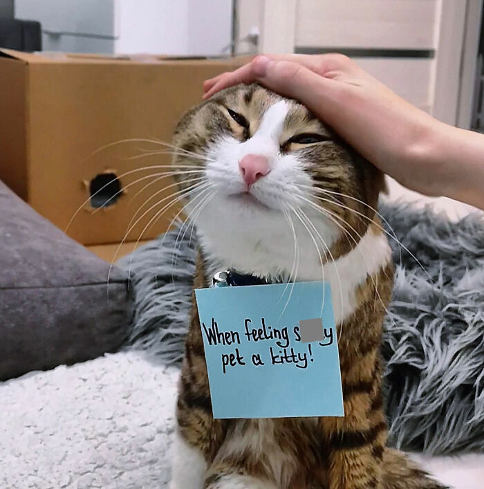 Meet Rexie, The Expressive Disabled Cat Who Gives You All The Pawsitive Messages That You Might Ever Need