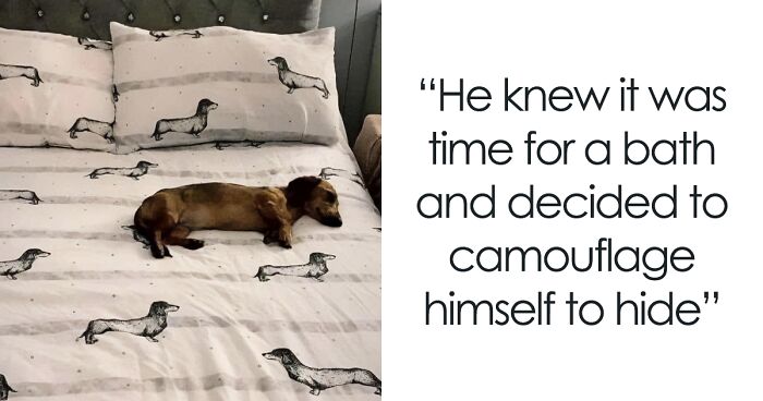50 Memes That Dog Owners May Find Humorously Relatable