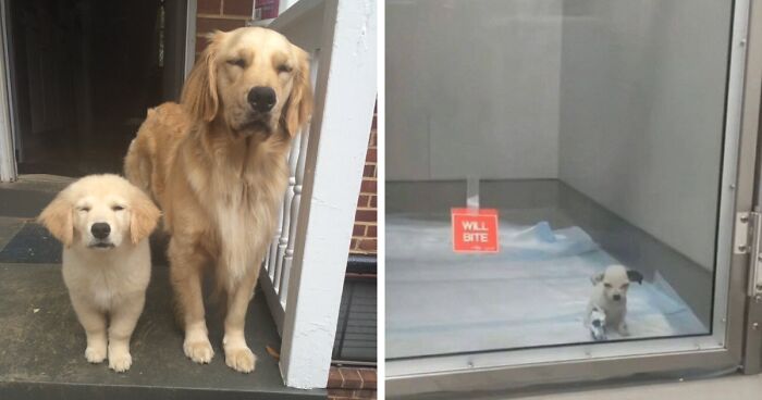 50 Adorable Dog Memes To Warm Your Heart And Make You Laugh