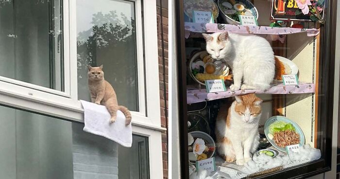 50 Times People Spotted Kitties Sitting At The Window And Just Had To Take A Pic (New Pics)