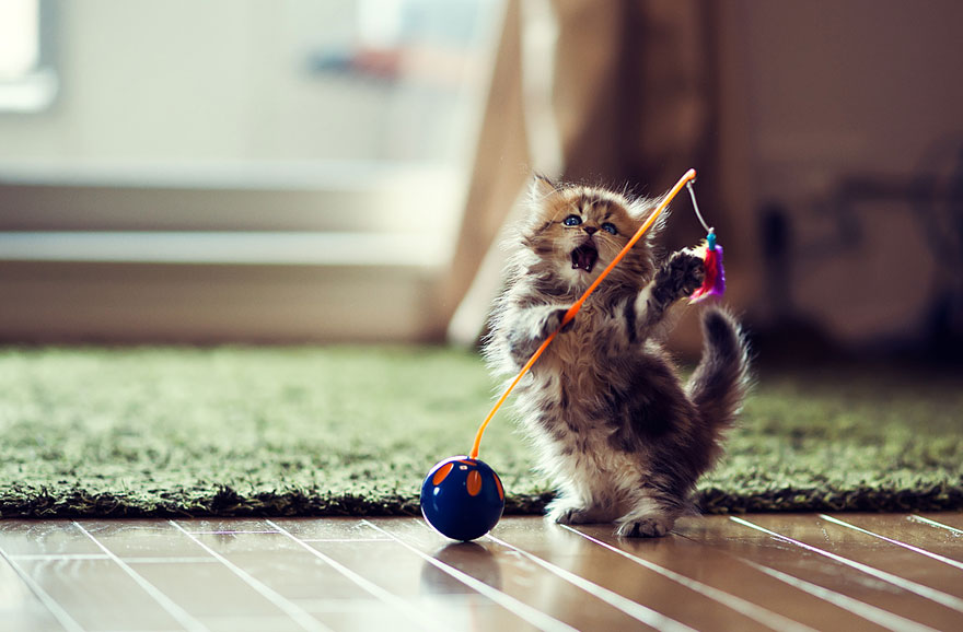 worlds-cutest-kitten-daisy-7.jpg