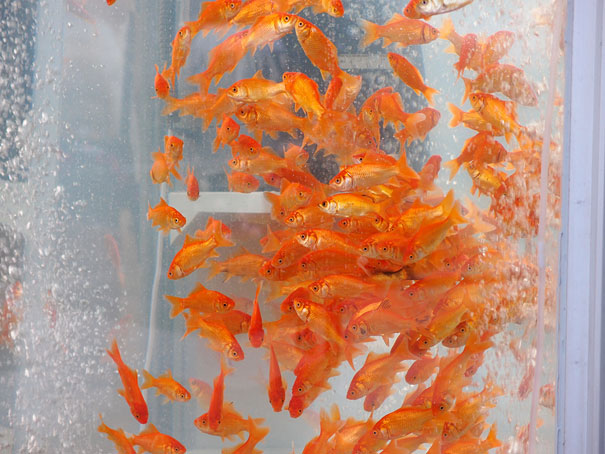 Phone Booths Transformed Into Goldfish Tanks Phone Booths Transformed Into Goldfish Tanks