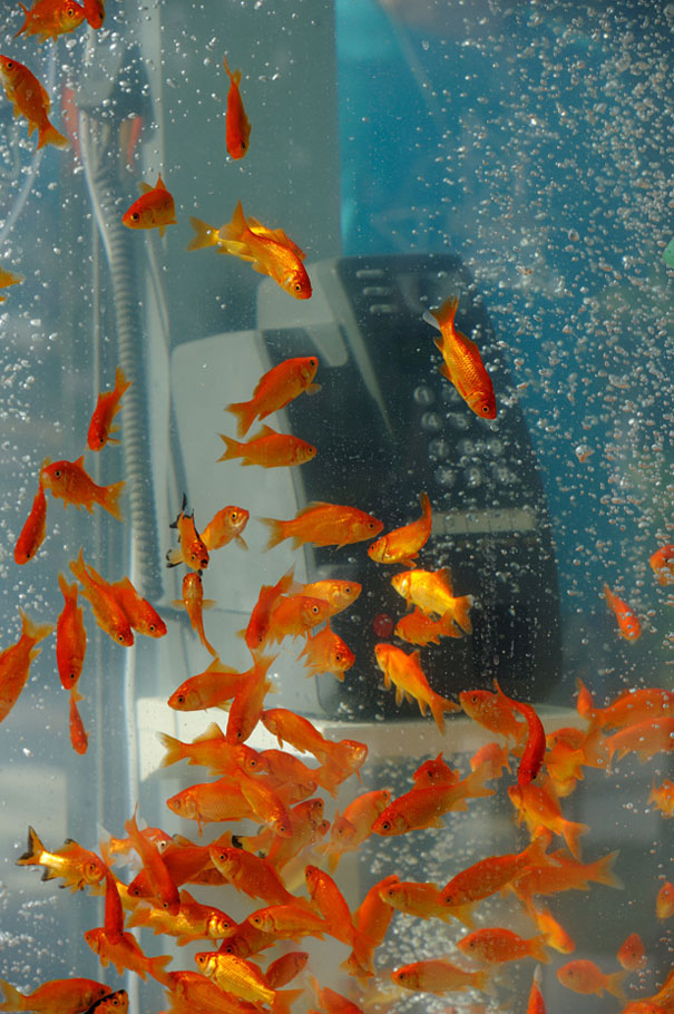 Phone Booths Transformed Into Goldfish Tanks Phone Booths Transformed Into Goldfish Tanks