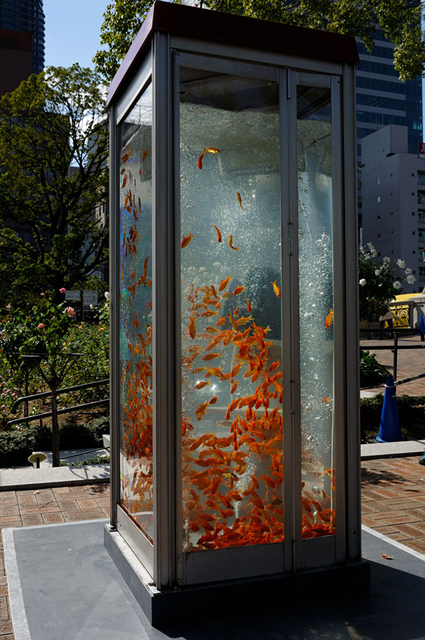 Phone Booths Transformed Into Goldfish Tanks Phone Booths Transformed Into Goldfish Tanks