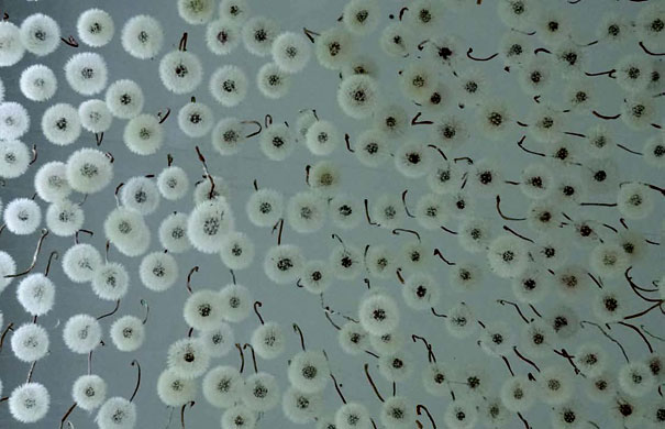 2,000 Suspended Dandelions by Regine Ramseier 2,000 Suspended Dandelions by Regine Ramseier