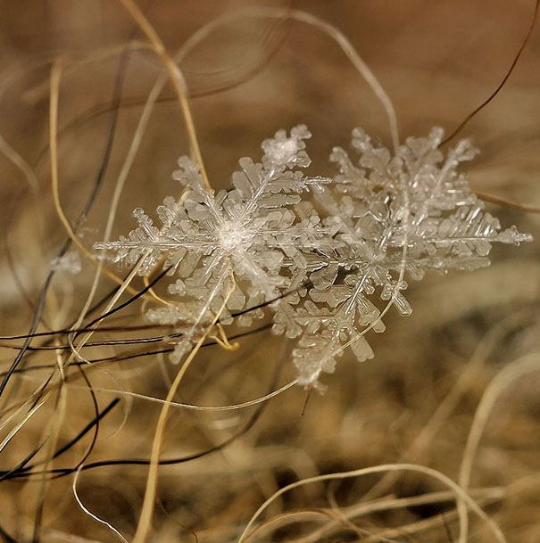 Gorgeous Macro Shots of Individual Snowflakes 