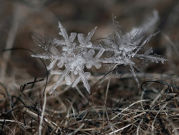 Gorgeous Macro Shots of Individual Snowflakes Gorgeous Macro Shots of Individual Snowflakes