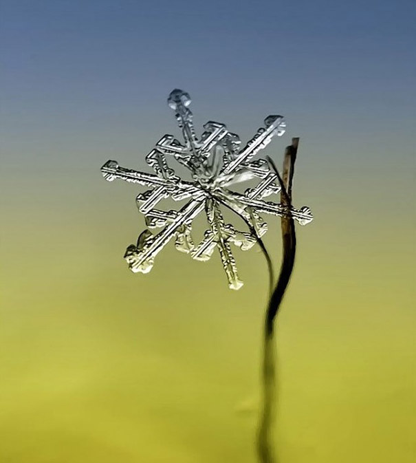 Gorgeous Macro Shots of Individual Snowflakes 