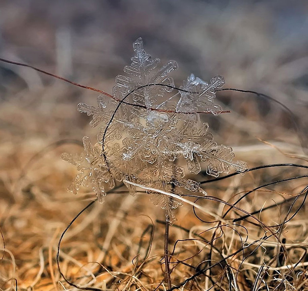 Gorgeous Macro Shots of Individual Snowflakes Gorgeous Macro Shots of Individual Snowflakes