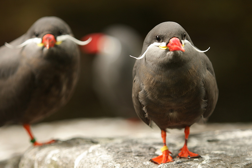 mustached-bird-1