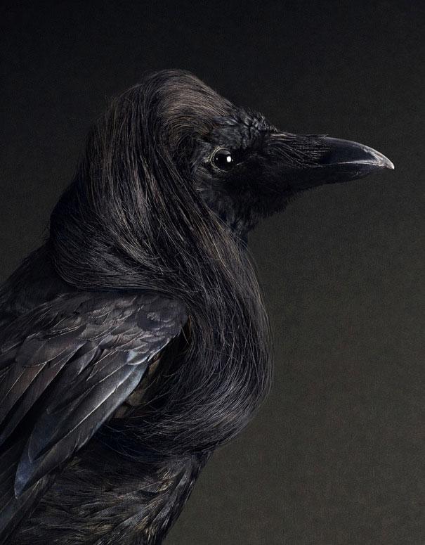 Hilarious Bird Hairdos for Shampoo Commercial (6 pics) Hilarious Bird Hairdos for Shampoo Commercial (6 pics)