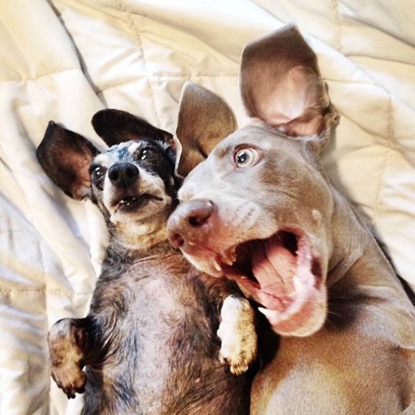 Best Friend Doggies: Harlow And Indiana