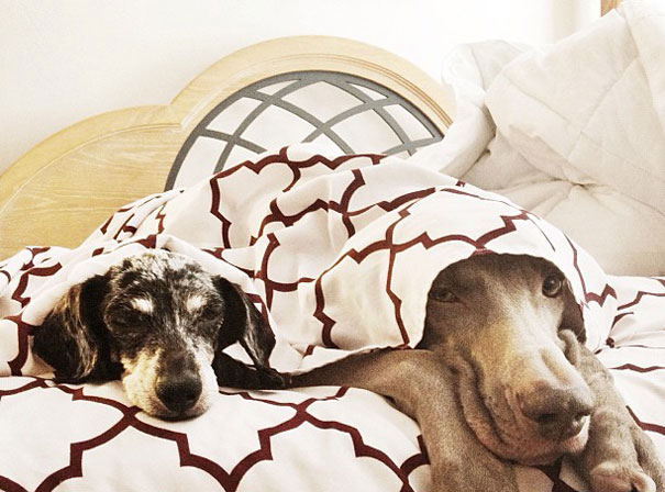 Best Friend Doggies: Harlow And Indiana