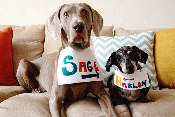 Best Friend Doggies: Harlow And Indiana