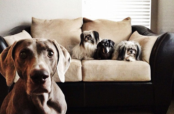 Best Friend Doggies: Harlow And Indiana