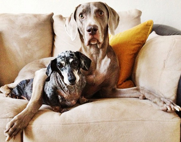 Best Friend Doggies: Harlow And Indiana