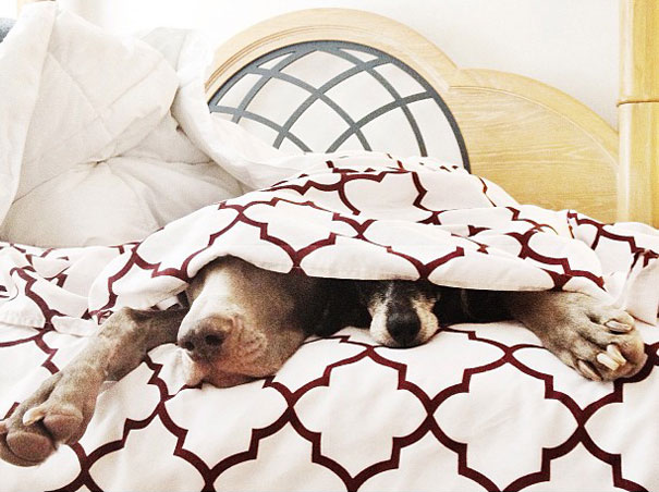 Best Friend Doggies: Harlow And Indiana