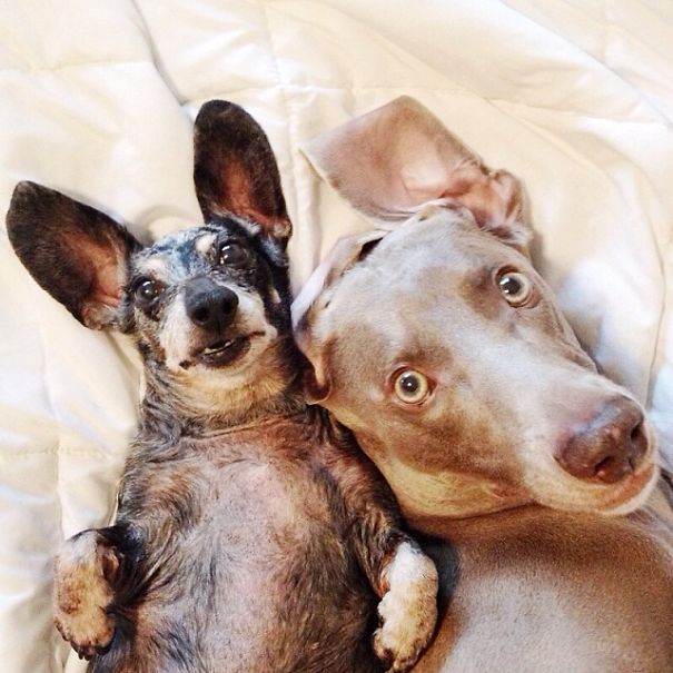 Best Friend Doggies: Harlow And Indiana