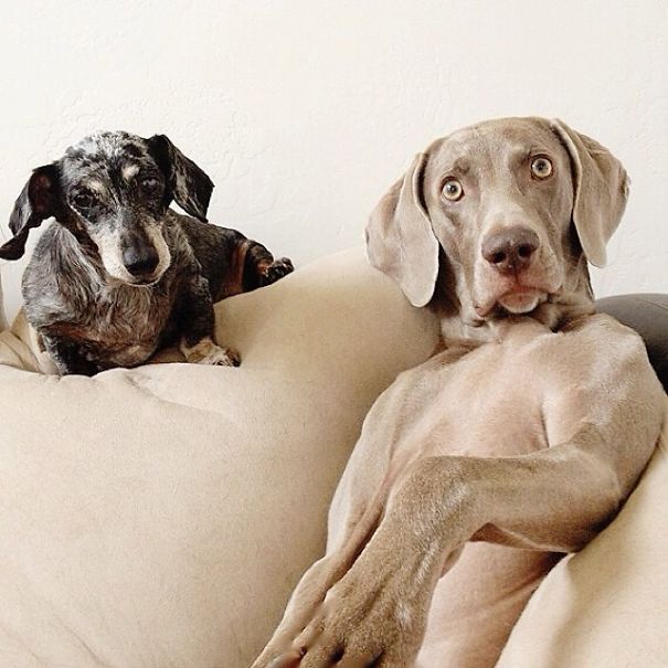 Best Friend Doggies: Harlow And Indiana