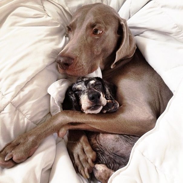 Best Friend Doggies: Harlow And Indiana