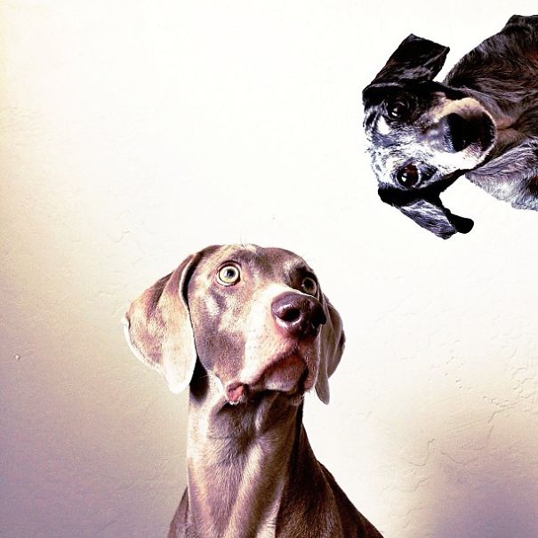 Best Friend Doggies: Harlow And Indiana