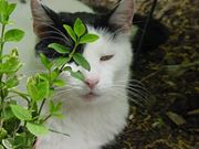 colleen-gingerich avatar