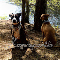 anukirvesniemikarvapartio avatar