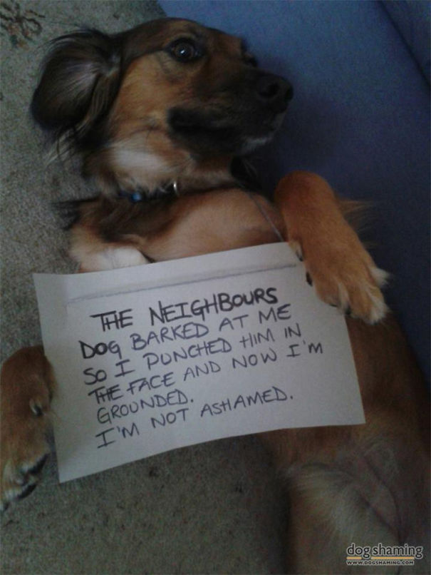 Funny Public Shaming Of Dogs Funny Public Shaming Of Dogs