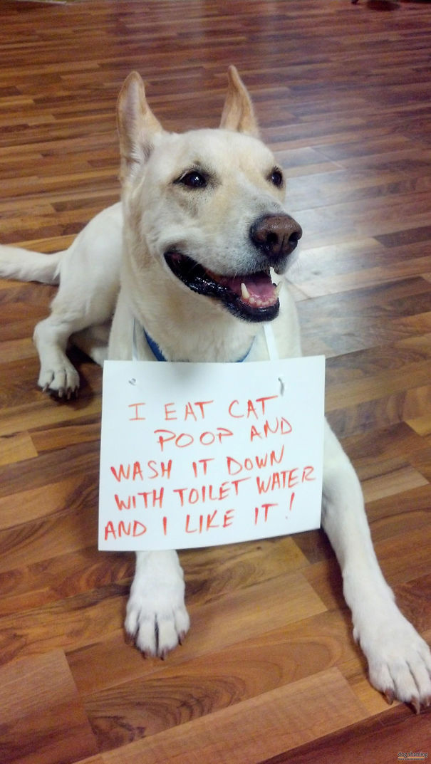 Funny Public Shaming Of Dogs Funny Public Shaming Of Dogs