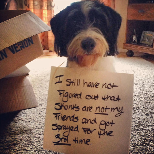 Funny Public Shaming Of Dogs