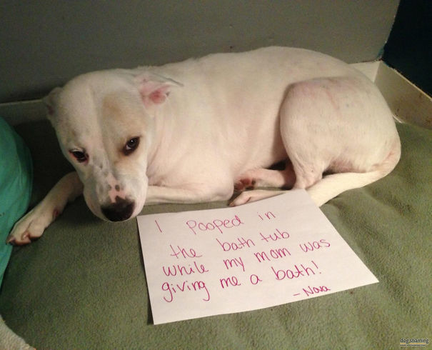 Funny Public Shaming Of Dogs Funny Public Shaming Of Dogs