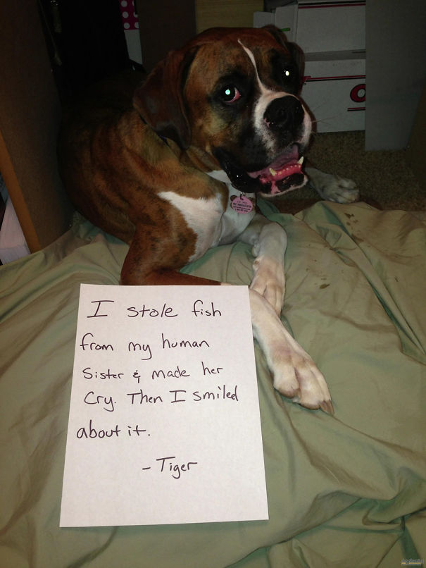 Funny Public Shaming Of Dogs