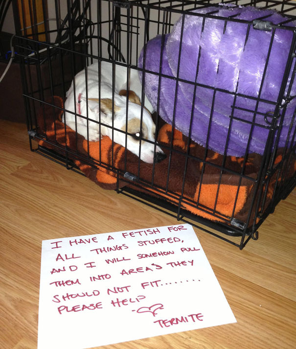 Funny Public Shaming Of Dogs