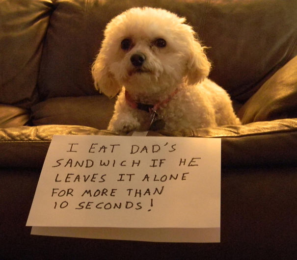 Funny Public Shaming Of Dogs Funny Public Shaming Of Dogs