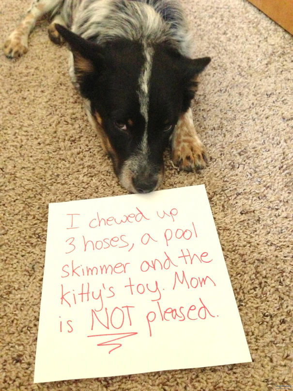 Funny Public Shaming Of Dogs