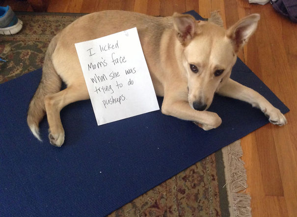 Funny Public Shaming Of Dogs Funny Public Shaming Of Dogs