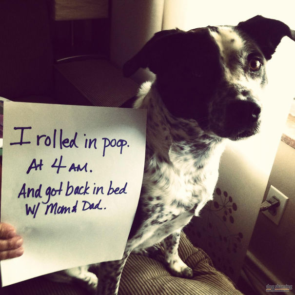 Funny Public Shaming Of Dogs Funny Public Shaming Of Dogs