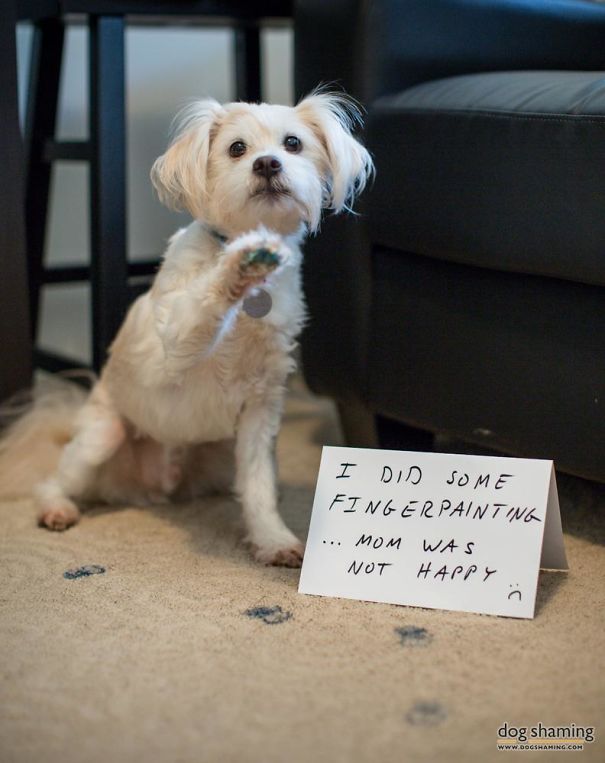 Funny Public Shaming Of Dogs Funny Public Shaming Of Dogs