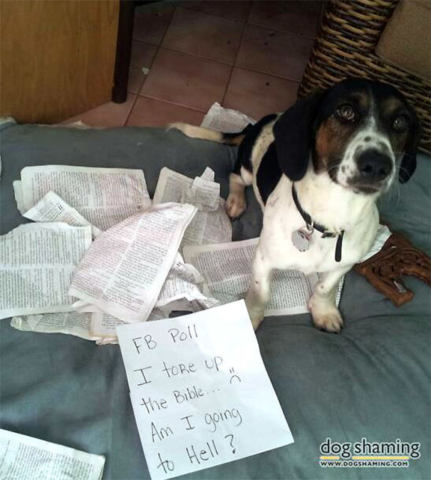 Funny Public Shaming Of Dogs