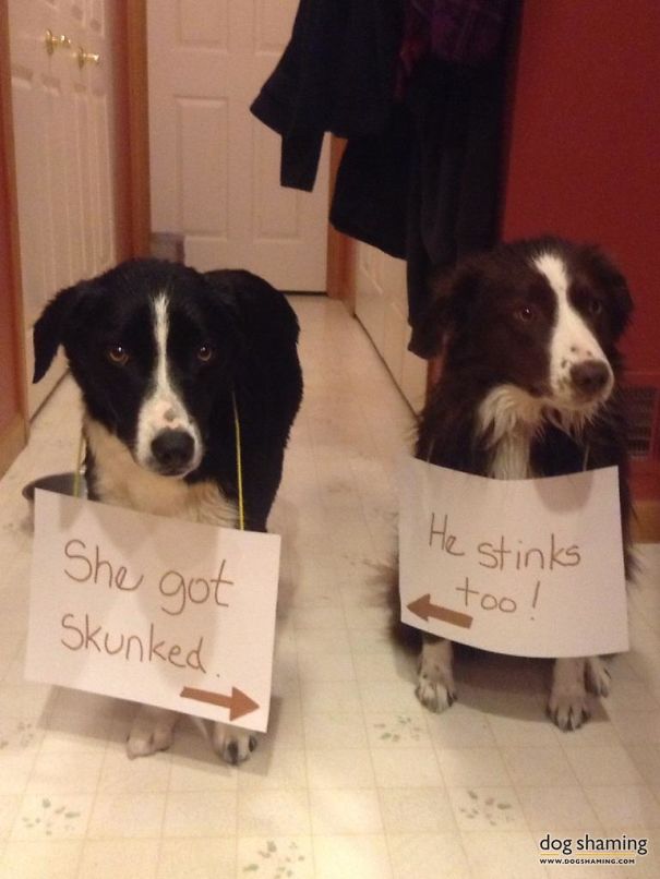 Funny Public Shaming Of Dogs Funny Public Shaming Of Dogs