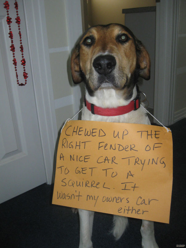 Funny Public Shaming Of Dogs