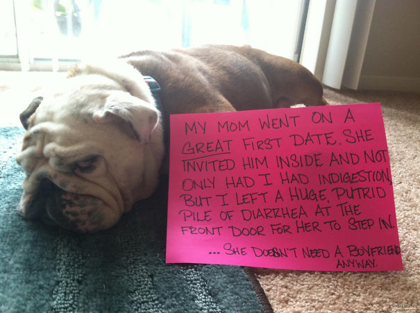 Funny Public Shaming Of Dogs Funny Public Shaming Of Dogs
