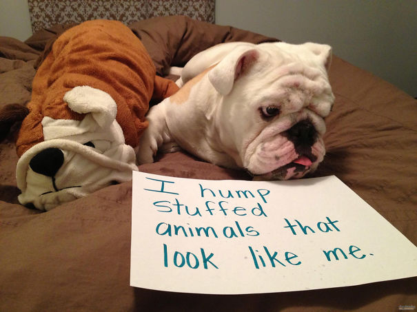 Funny Public Shaming Of Dogs