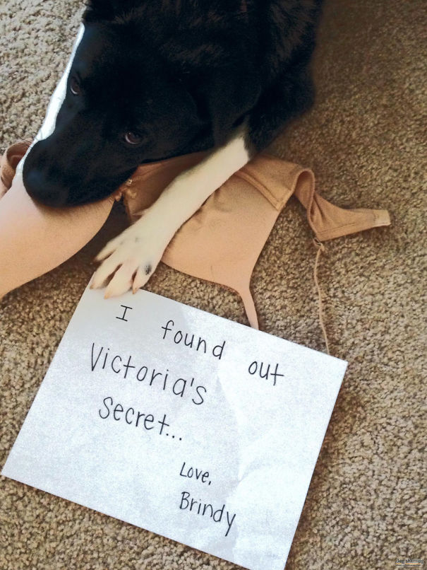 Funny Public Shaming Of Dogs Funny Public Shaming Of Dogs