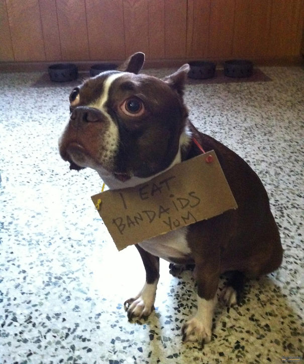 Funny Public Shaming Of Dogs Funny Public Shaming Of Dogs