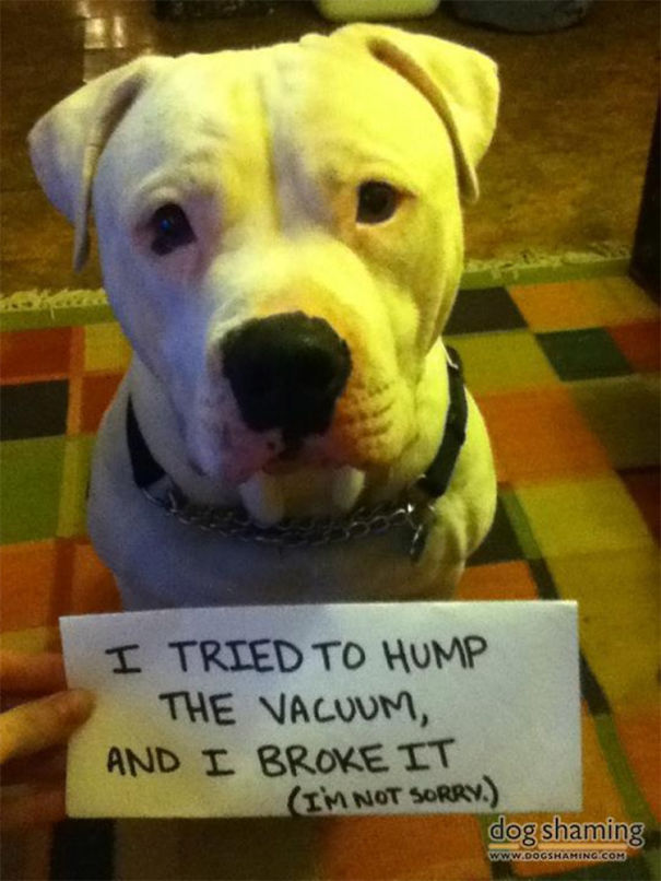 Funny Public Shaming Of Dogs