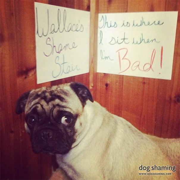 Funny Public Shaming Of Dogs Funny Public Shaming Of Dogs