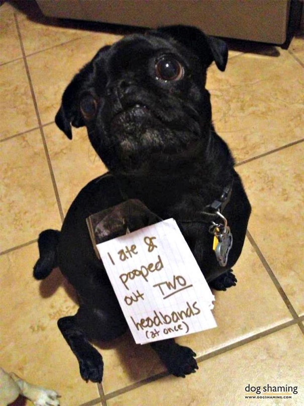 Funny Public Shaming Of Dogs Funny Public Shaming Of Dogs
