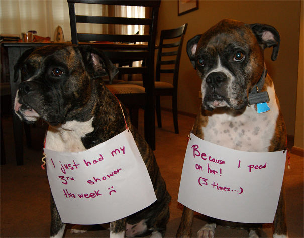Funny Public Shaming Of Dogs